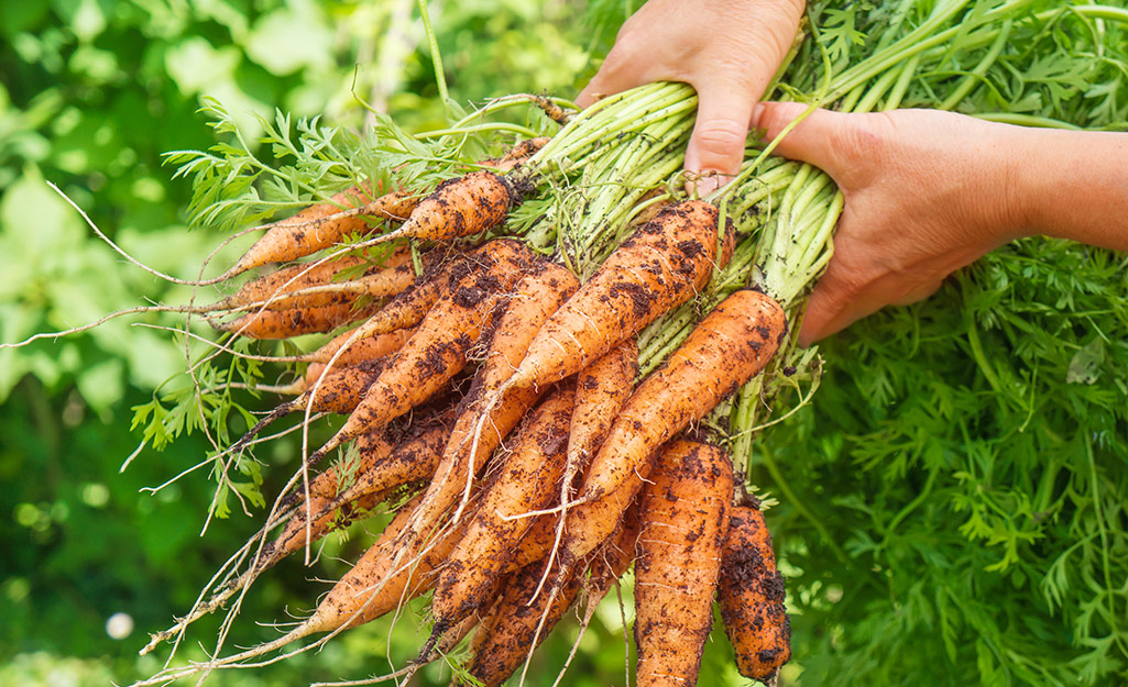 Plant These Vegetables in Your Fall Garden - The Home Depot