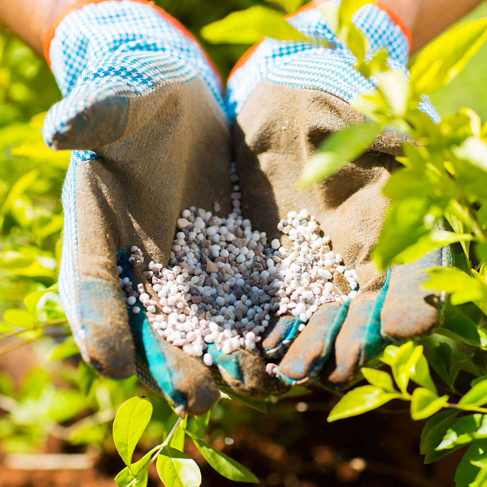What You Need to Know About Plant Fertilizer