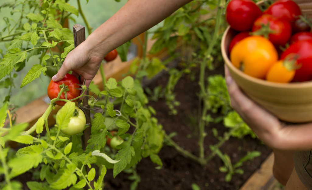 Gardener picking tomatoes in the garden