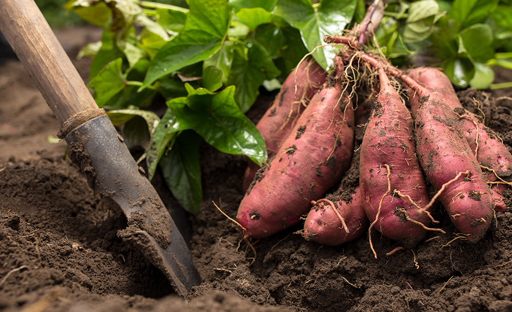 Sweet potatoes in garden soil