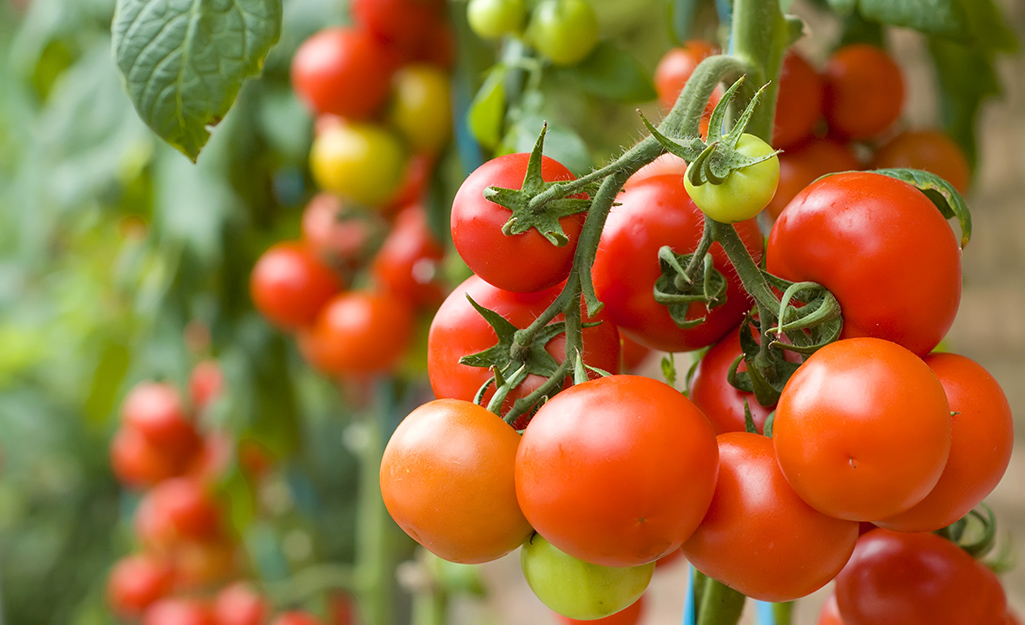 Cherry tomatoes on the vine