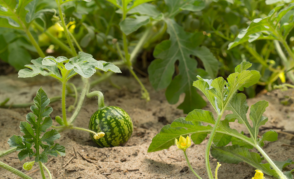 Watermelon on the vine in a garden