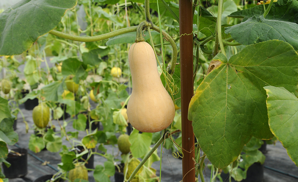 Butternut squash on the vine in a garden