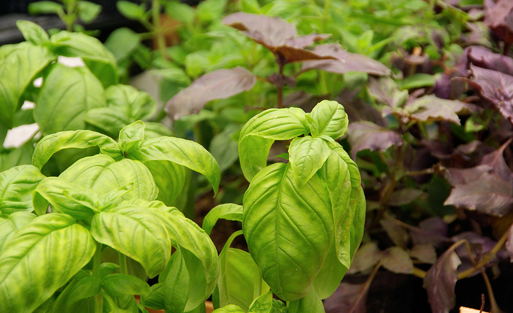 Basil in the garden