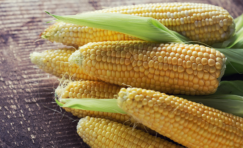 Ears of ripe yellow corn