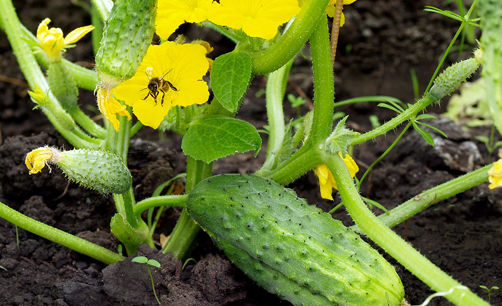 Ripe cucumbers on the vine