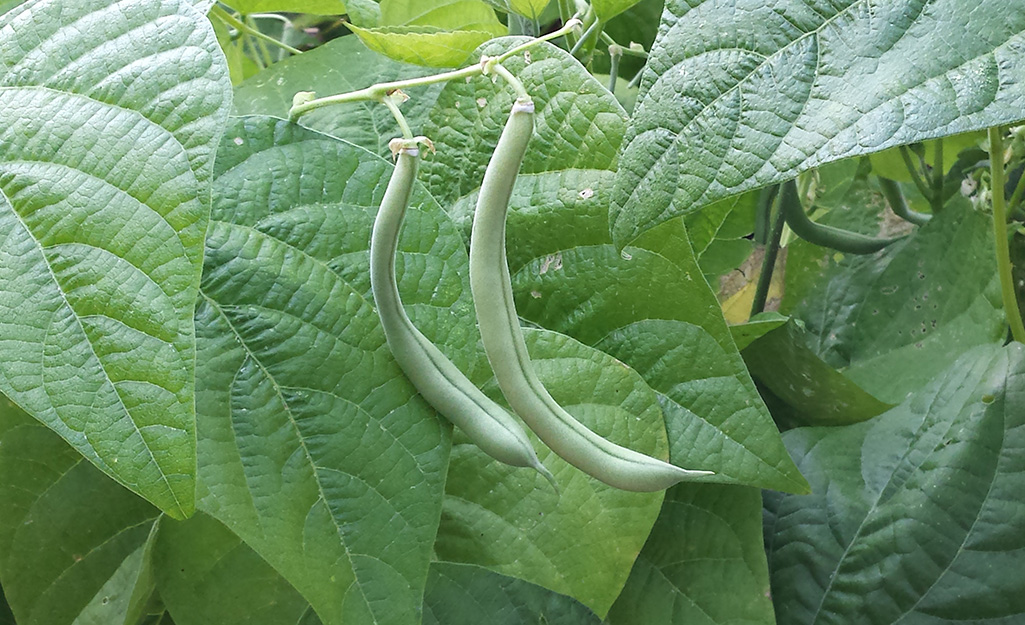 Green beans in the garden