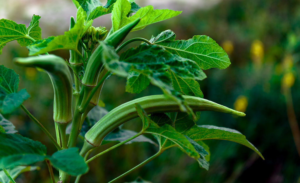 Okra in the vegetable garden