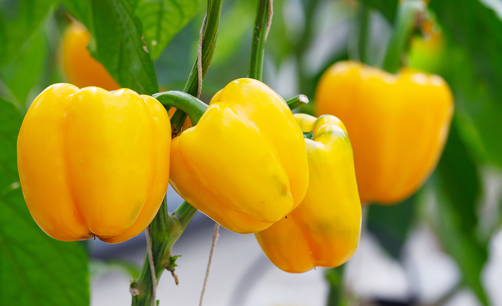 Yellow peppers on a plant in the garden