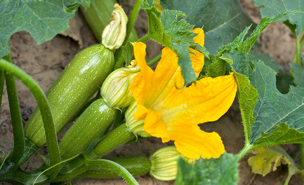 Zucchini blossoms and fruit in the garden