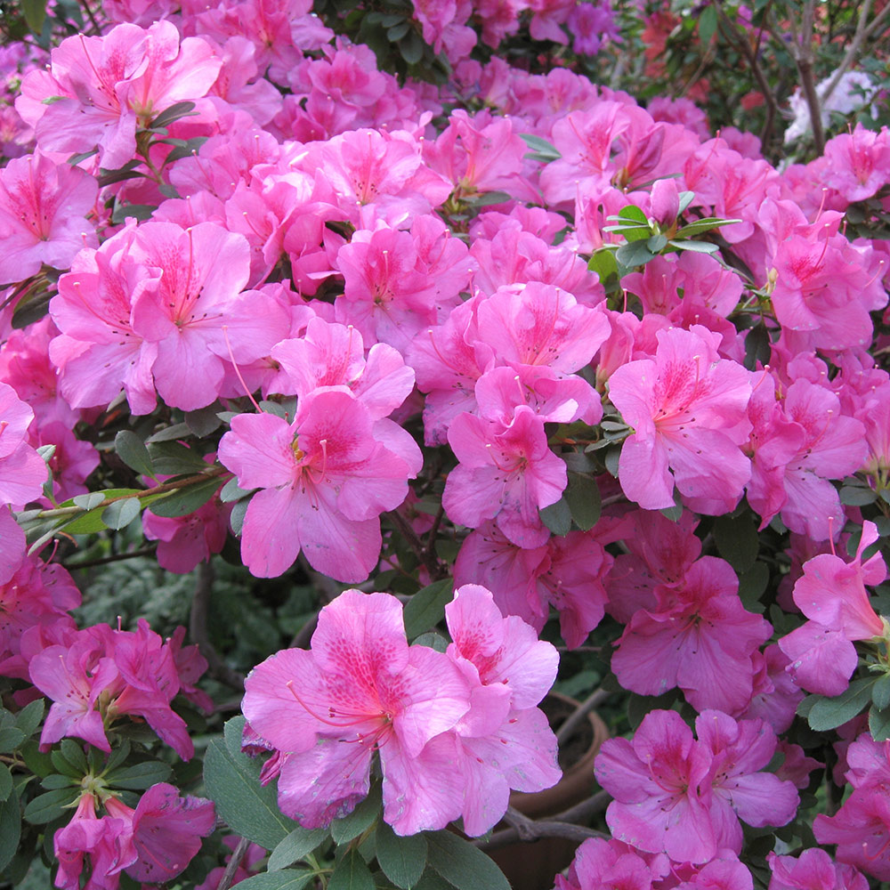 Pink and purple flowers covering an azalea bush.