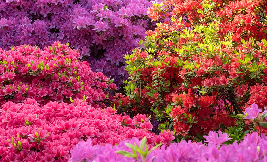 Different types of azalea bushes covered in blooms.