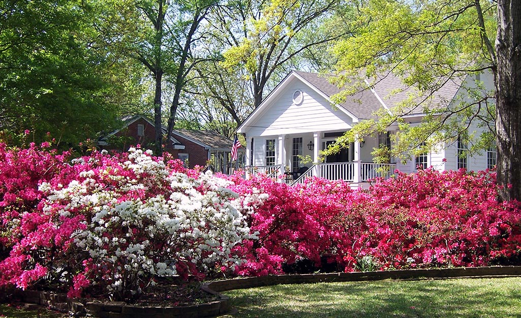 Red and white azalea bushes growing in a front yard.