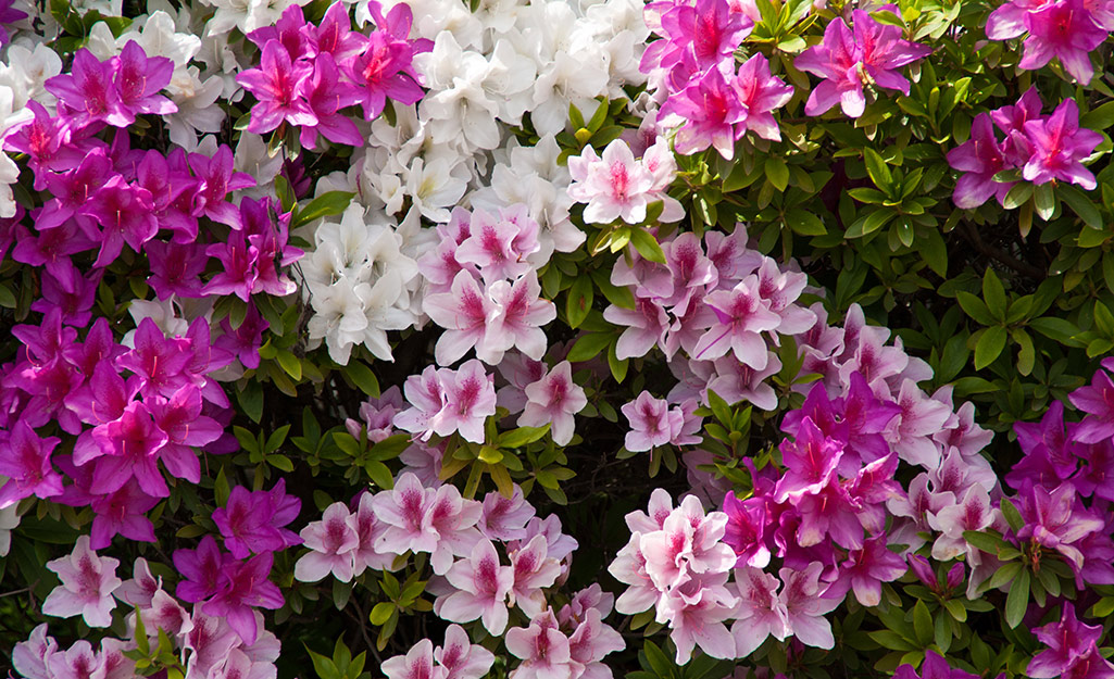 Two colors of azaleas growing on one bush.