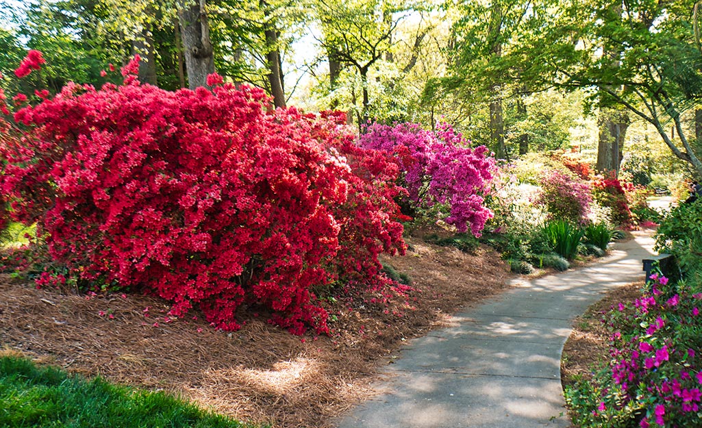 Azalea bushes lining a shady path.