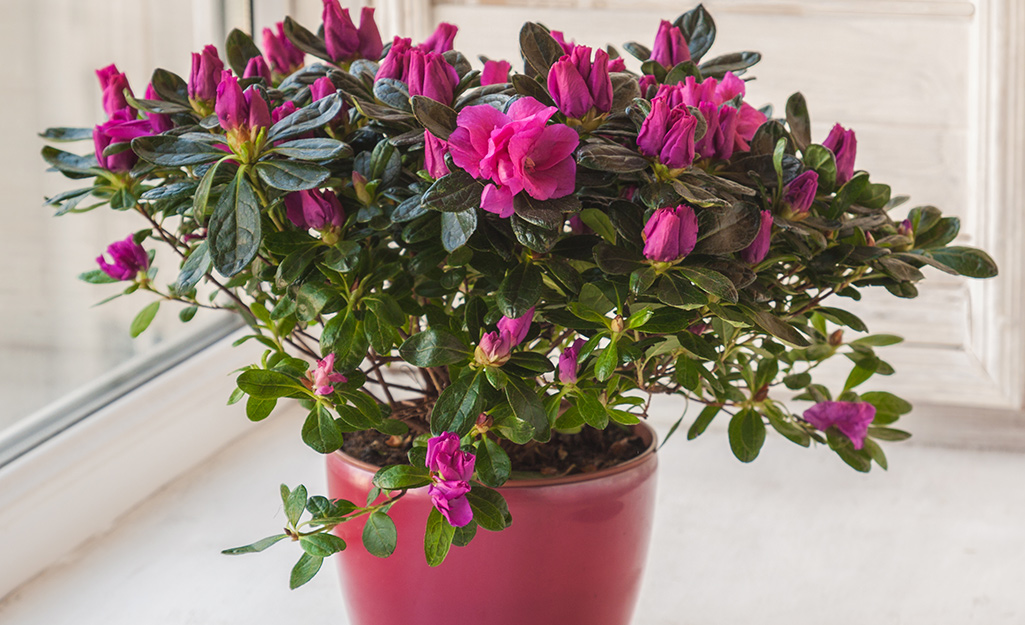 An azalea bush growing in a pot.