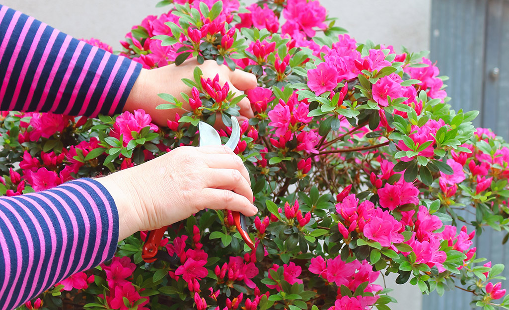 Someone using pruning shears on an azalea bush.