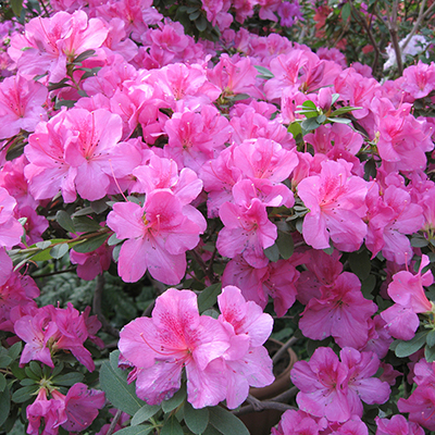 When to Plant Azaleas & Other Common Questions​