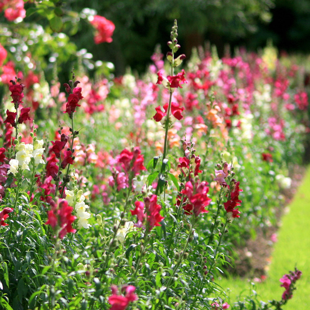 Snapdragons in a flower bed