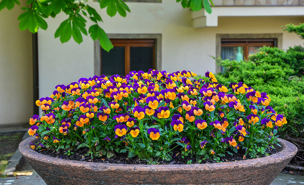 Pansies in a garden bed outside of a building.