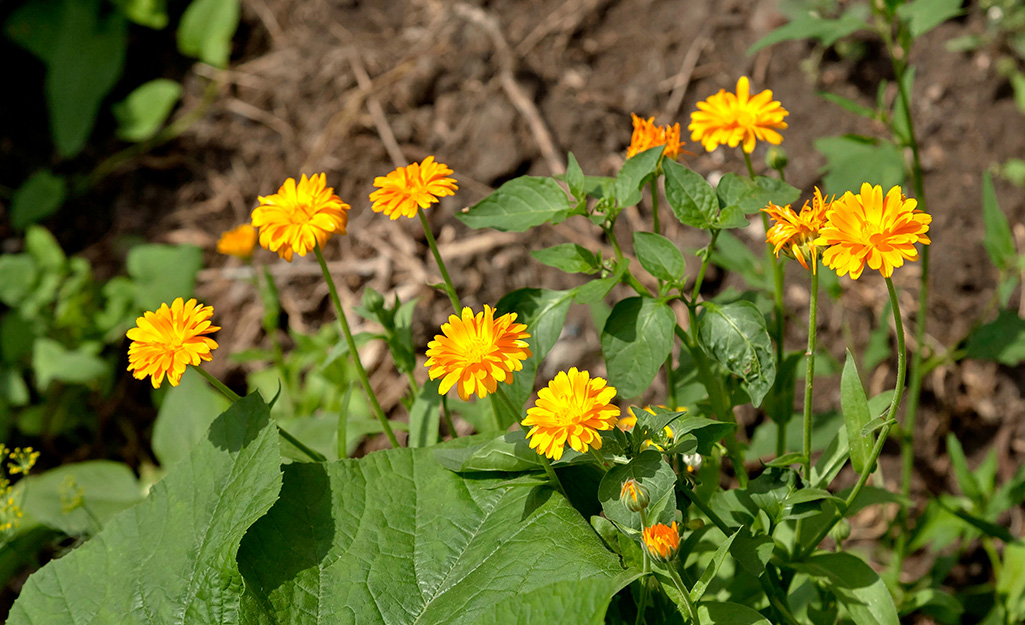Marigolds growing in a garden.