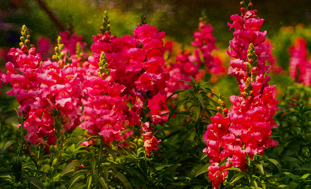 Snapdragons basking in the sun. 