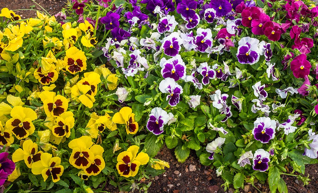 Types Of Spring Flowers The Home Depot, 47% OFF