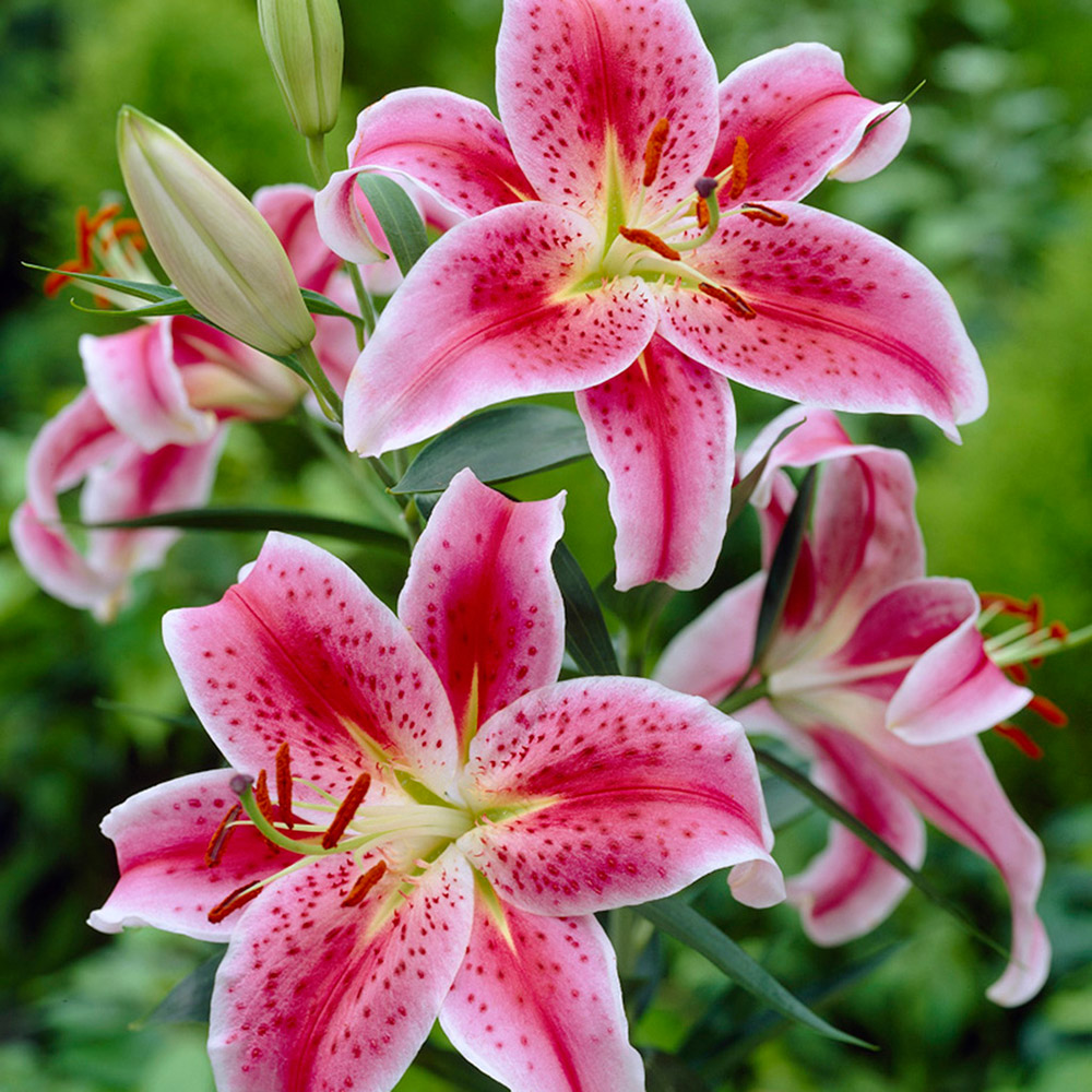 Pink lilies in bloom