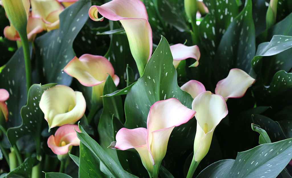 Calla lilies in bloom