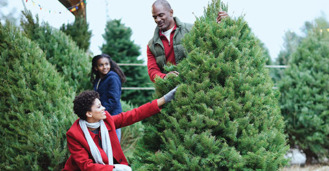 Christmas Trees