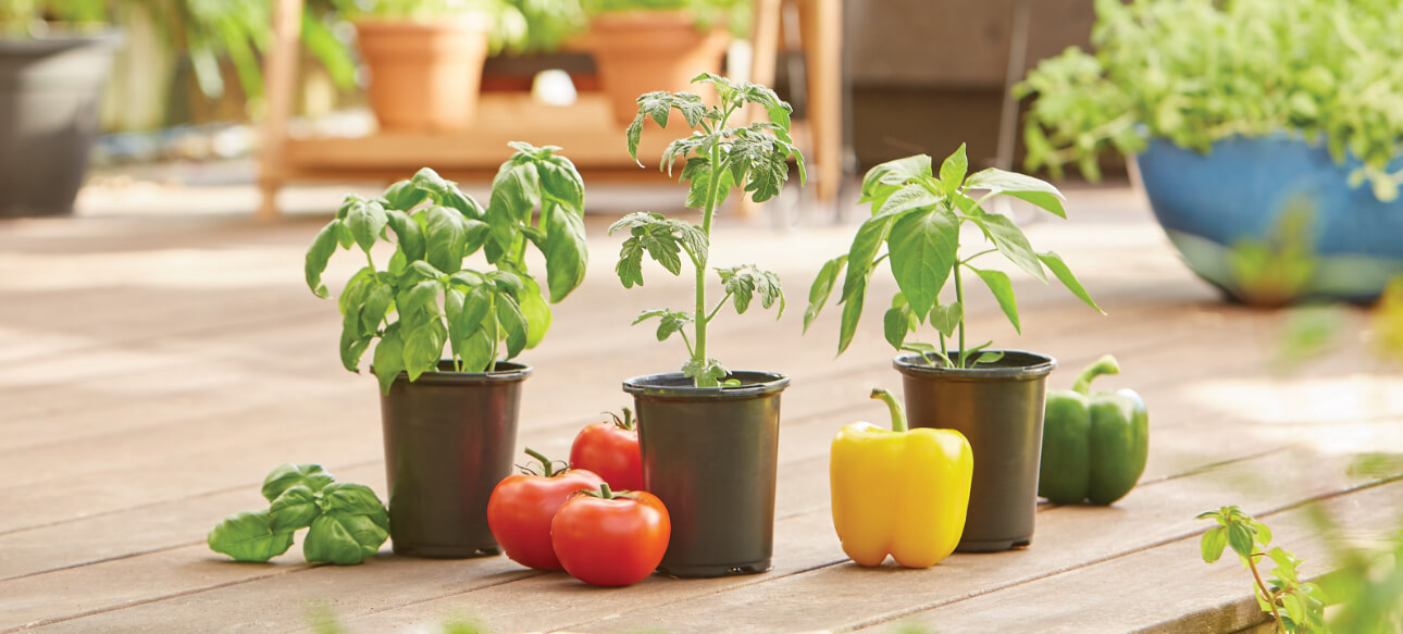 Edible Gardening At The Home Depot