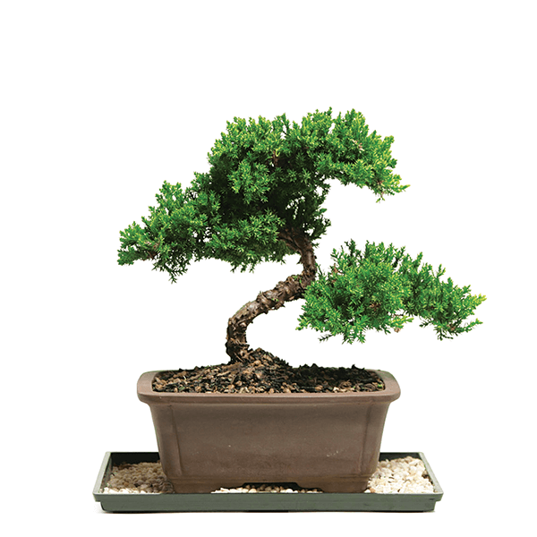 Top Low Light Indoor Bonsai Tree Tips Hobby plan