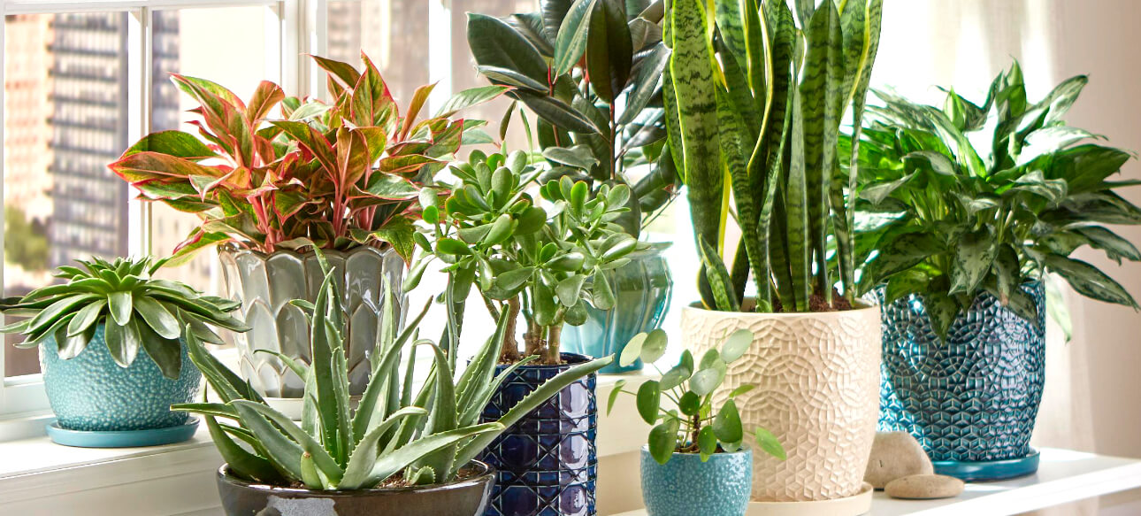 Indoor Plants The Home Depot
