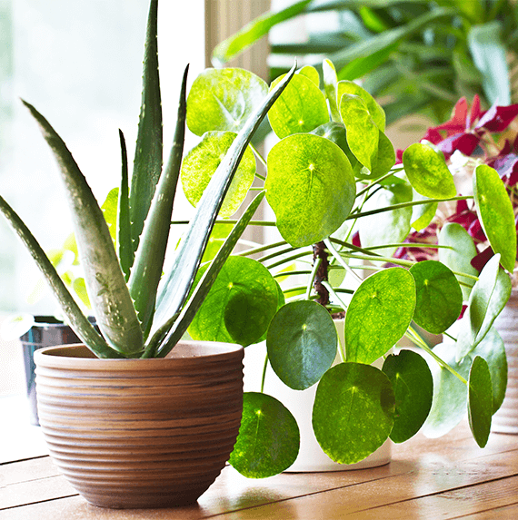 Indoor Plants The Home Depot