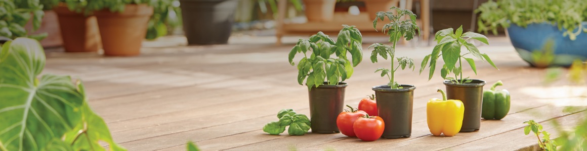 Edible Gardening at The Home Depot