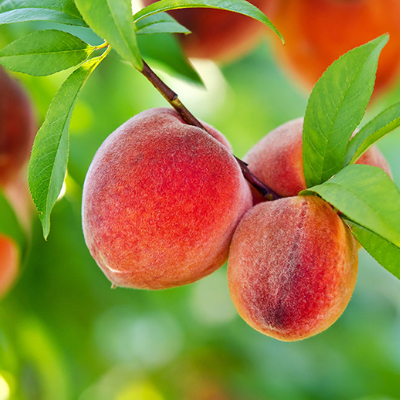 fruit trees