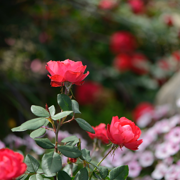 Trees & Bushes at The Home Depot