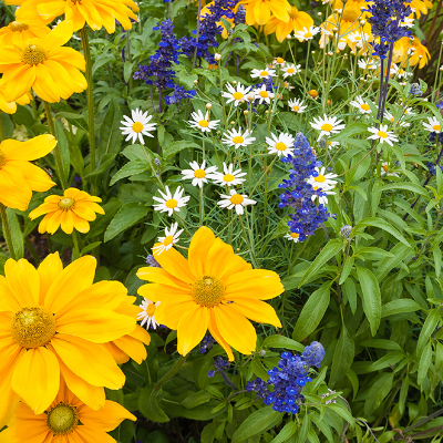 garden plants flowers