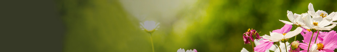 Garden Center at the Home Depot