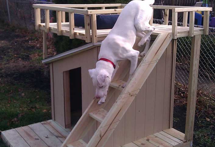 Construct ladder - Build Dog House with Sun Deck Construct ladder - Build Dog House with Sun Deck