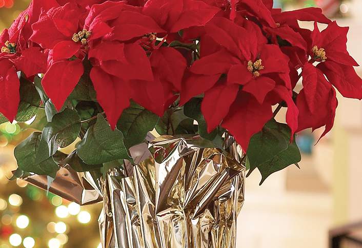Decide height - How to Make Poinsettia Centerpiece Decide height - How to Make Poinsettia Centerpiece