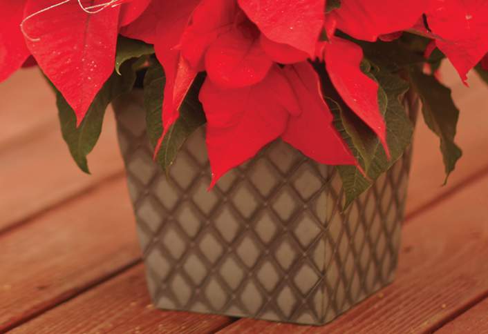 Choose your planter - How to Make Poinsettia Centerpiece Choose your planter - How to Make Poinsettia Centerpiece