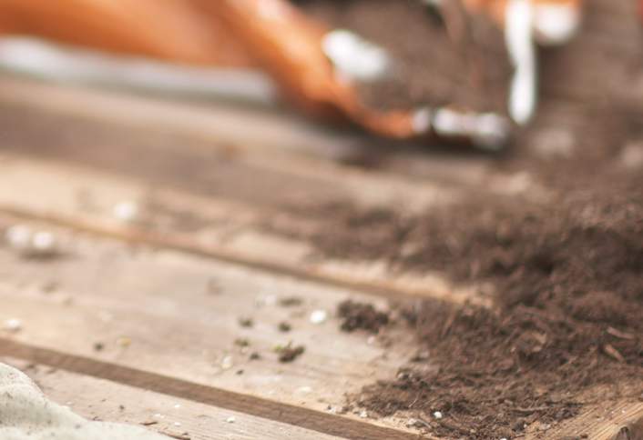 Add potting soil - How to Make Poinsettia Centerpiece Add potting soil - How to Make Poinsettia Centerpiece