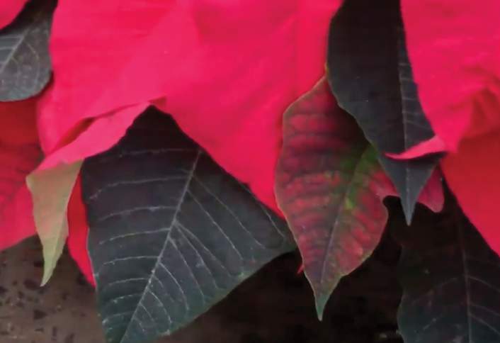 Arrange plants as desired - How to Make Poinsettia Centerpiece Arrange plants as desired - How to Make Poinsettia Centerpiece
