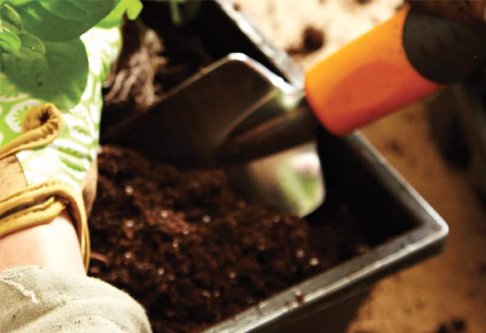 Add soil - How to Make a Poinsettia Centerpiece Add soil - How to Make a Poinsettia Centerpiece
