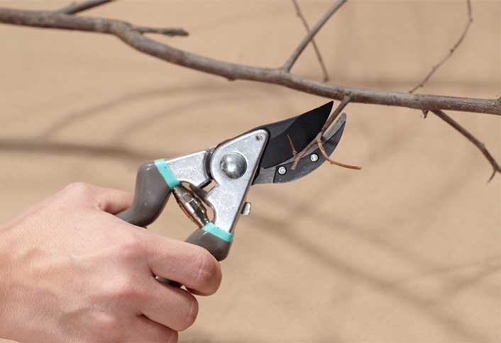 Prune branches - Make Holiday Branch Tree Prune branches - Make Holiday Branch Tree