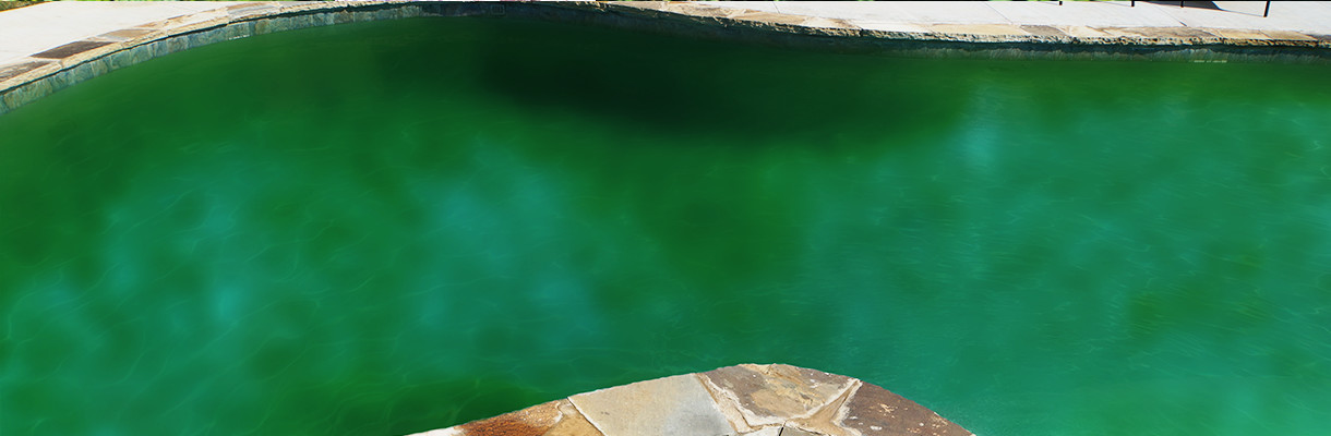 Green Algae Green Algae