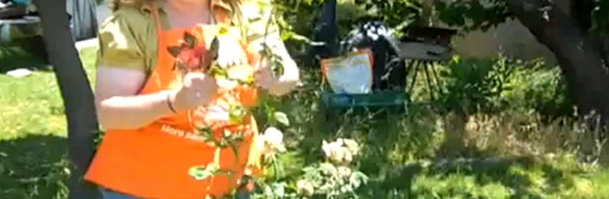 Remove old canes - Prune Hybrid Tea or Shrub Rose Remove old canes - Prune Hybrid Tea or Shrub Rose