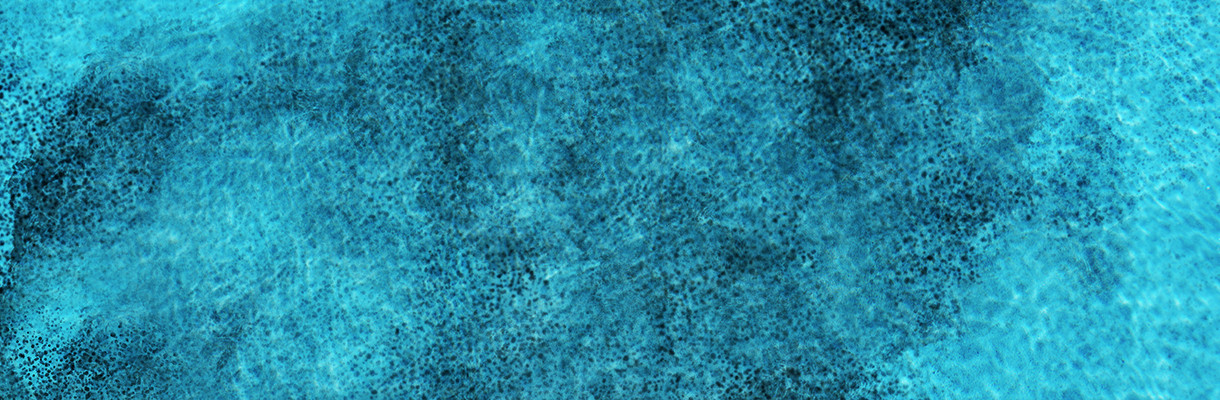 Black Algae Black Algae