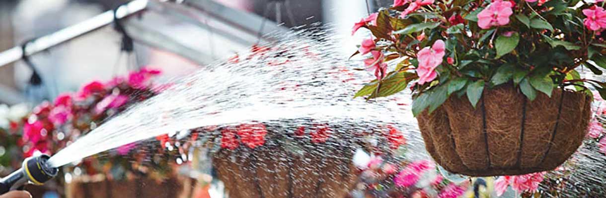Water annuals every day - Caring for Annuals Water annuals every day - Caring for Annuals